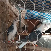 یک جفت جوجه دمگیر