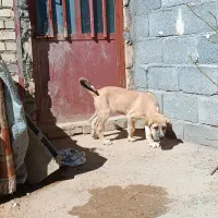 ماده پژدر|سگ|زنجان, |دیوار