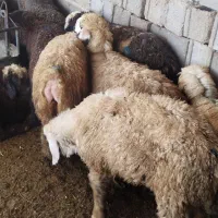 بره ماده