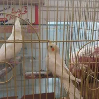 عروس هلندی ۵ماهه|پرنده|سرپل ذهاب, |دیوار