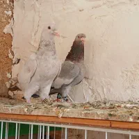 کت سفید  سرک سبز سوینی|پرنده|شیراز, شهرک قمشه|دیوار