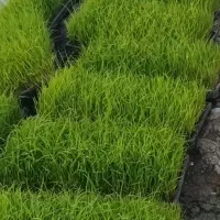 باکس نشا کاظمی وهاشمی