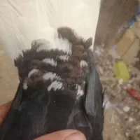 کفتر شهری بهبونی