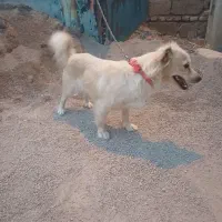 سگ پاکوتاه|سگ|خان ببین, |دیوار