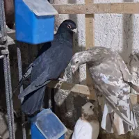 سلام چنتا حیون فروشی|پرنده|تربتحیدریه, حاجی یار|دیوار