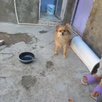 سگ پامر ۲تا ماده|سگ|هشتگرد, شهرک راه آهن|دیوار