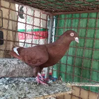 کفتر هوا قره سرخ نر