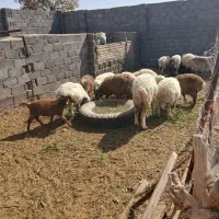 بره نر و ماده و میش|حیوانات مزرعه|آیسک, |دیوار