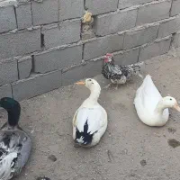 مرغ وخروس سبرایت واردک