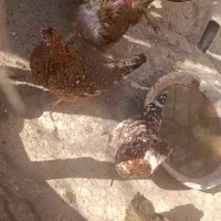 فروش مرغ|حیوانات مزرعه|پاتاوه, |دیوار