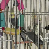 عروس هلندی|پرنده|شاهین‌شهر, امام حسین|دیوار