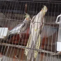 عروس هلندی و مرغ عشق|پرنده|ارومیه, |دیوار