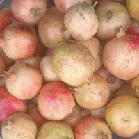 ۲۰ کیلو انار درجه یک ۸۰هزارتومن|خوردنی و آشامیدنی|یزد, |دیوار