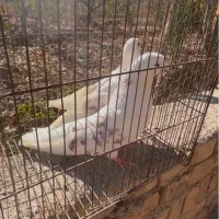 کبوتر پشت هوما|پرنده|قزوین, |دیوار