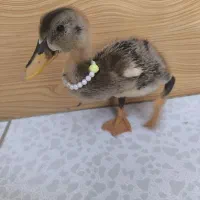 یک عدد جوجه اردک