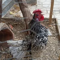 خروس  مینیاتوری|پرنده|اسلام‌شهر, شهرک سالور|دیوار