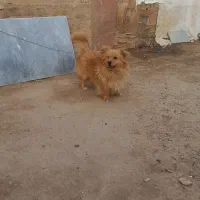 سگ اشپیز