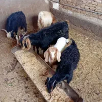 کره نر ماده معاوضه هم دارم