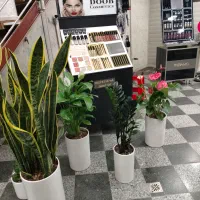 گلکده پاچیرا|گل و گیاه طبیعی|یزد, |دیوار