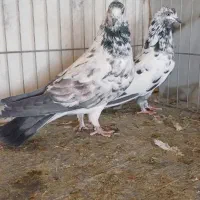 کفتر سوسکی و سرور سرخ کاکلی|پرنده|آران و بیدگل, |دیوار
