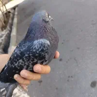 کفتر زاغ نر