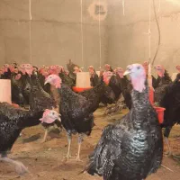 بوقلمون گوشتی برنز چله