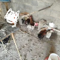 مرغ.خروس.گردن لخت.گردن ریت.فرفری|حیوانات مزرعه|امیدیه, |دیوار