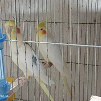 10 جفت عروس هلندی