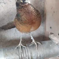 مرغ وخروس زینتی|پرنده|الوند, |دیوار