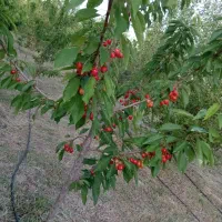 فروش انواع نهال های پایه رویشی وبذری پربار ودیرگل