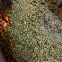 سبزی سرخ شده و پیاز سرخ شده و باقالی مازندرانی و