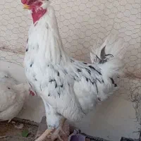 مرغ و خروس