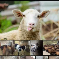 کوسفند وبزجوان