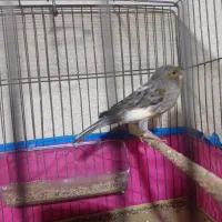 قناری|پرنده|قدس, شهرقدس|دیوار