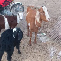 مراوه تپه گوگدره|حیوانات مزرعه|مراوه, |دیوار