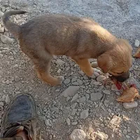 توله سگ مخصوص باغ