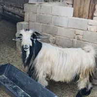 شیراز. کامفیروز