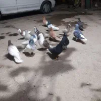 کفتر کبوتر رنگه|پرنده|مشهد, مهدی آباد|دیوار