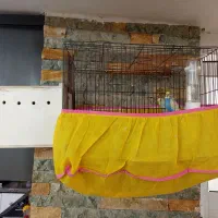 مرغ عشق نروماده یک جفت