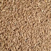 فروش گندم بذری