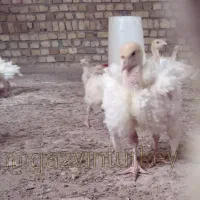 بوقلمون زرین