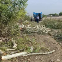 خریدار چوب،درخت|خدمات باغبانی و درختکاری|دزفول, |دیوار