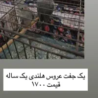 ی جفت عروس هلندی سالم