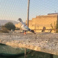 کبوتر|پرنده|شیراز, شیخ علی چوپان|دیوار