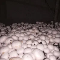 نیاز مند کارگر قارچ چین