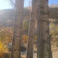 خریدارهمه نوع چوب بابالاترین قیمت نقد نقد سرباسکول