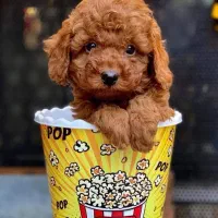 توی پودل / ردلایت / درجه کیفی+A|سگ|تهران, تهرانسر مرکزی|دیوار