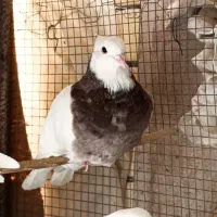 کبوتر جونه طوق نر