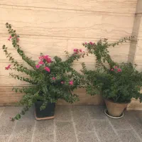 درختچه گل طبیعی کاغذی|گل و گیاه طبیعی|تهران, ستارخان|دیوار