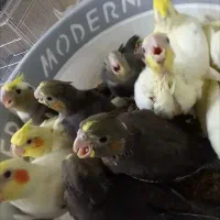 عروس هلندی مولد|پرنده|چمستان, |دیوار